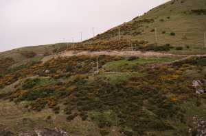 HARINGTON-POINT-DUNEDIN (36)